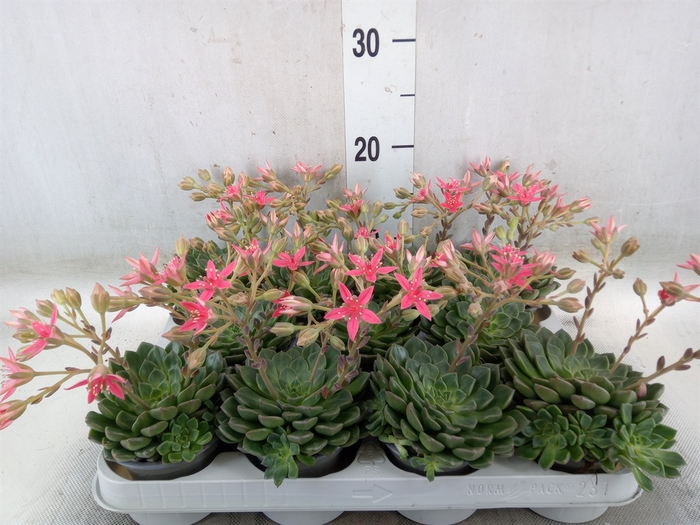 <h4>Graptopetalum tacitus</h4>