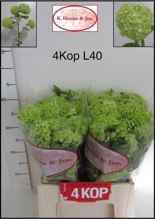 <h4>Viburnum opulus 'Roseum'</h4>