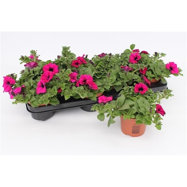 <h4>Petunia Purple</h4>