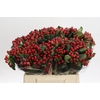 Hypericum True Romance