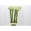 Ornithogalum Saundersiae