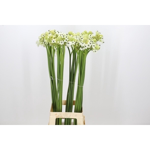 Ornithogalum Saundersiae