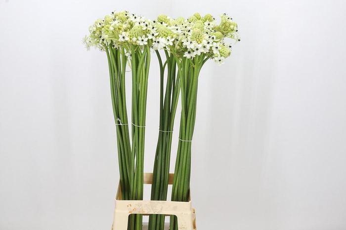 <h4>Ornithogalum Saundersiae</h4>