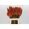 Kniphofia Alcazar Eijco
