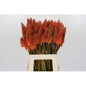 Kniphofia Alcazar Eijco