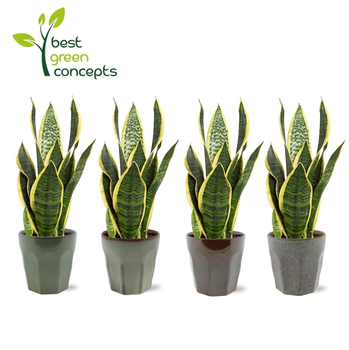 <h4>ARR SANSEVIERIA</h4>
