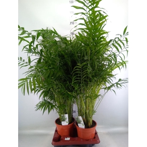 Chamaedorea elegans