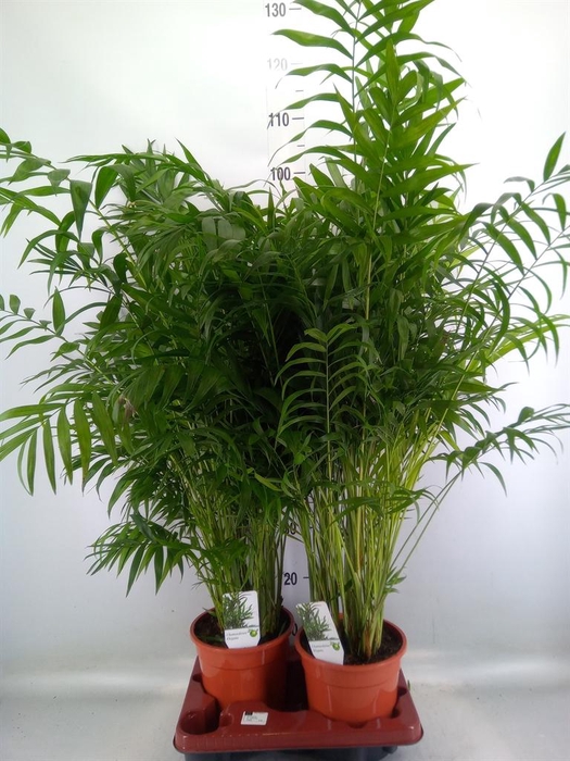<h4>Chamaedorea elegans</h4>