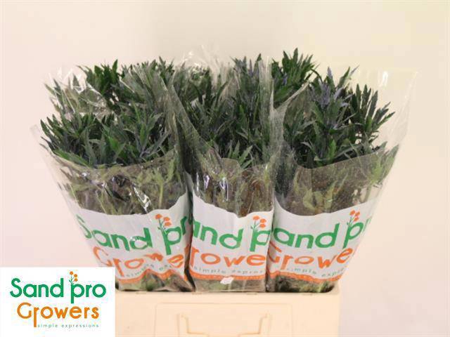 <h4>ERYN A BLUE STAR</h4>