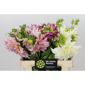 Dahlia Gemengd in fust