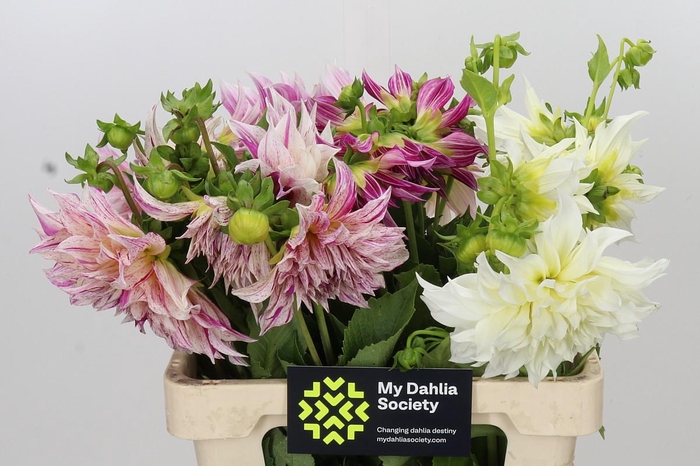 <h4>Dahlia Gemengd in fust</h4>