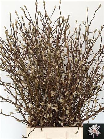 <h4>Magnolia Light Pink</h4>