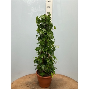 Hedera helix groen pyramide