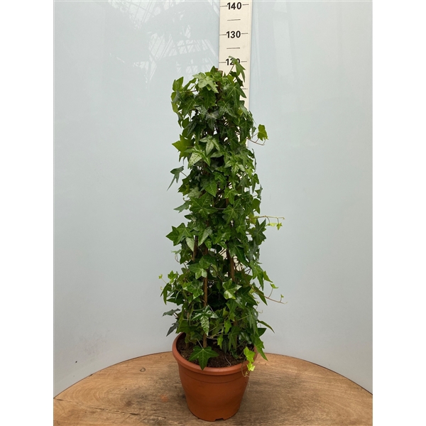 <h4>Hedera helix groen pyramide</h4>