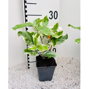 Citrus Lemon Variegata ''Grow at Home''(no fruits)