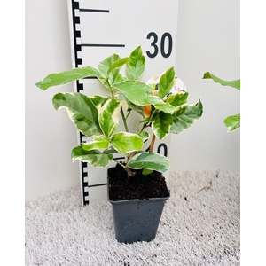 Citrus Lemon Variegata ''Grow at Home''(no fruits)