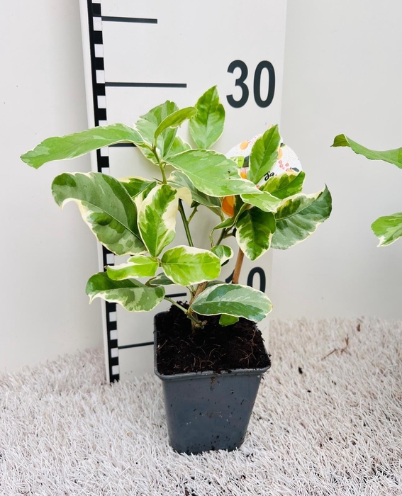 <h4>Citrus Lemon Variegata ''Grow at Home''(no fruits)</h4>