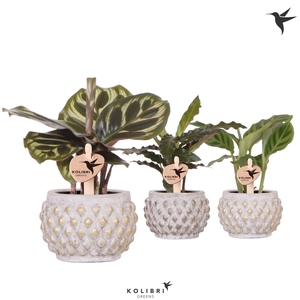 Kolibri Greens Calathea mix in Marrakesh pot gold copper mix