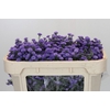 Aster Baby Blue