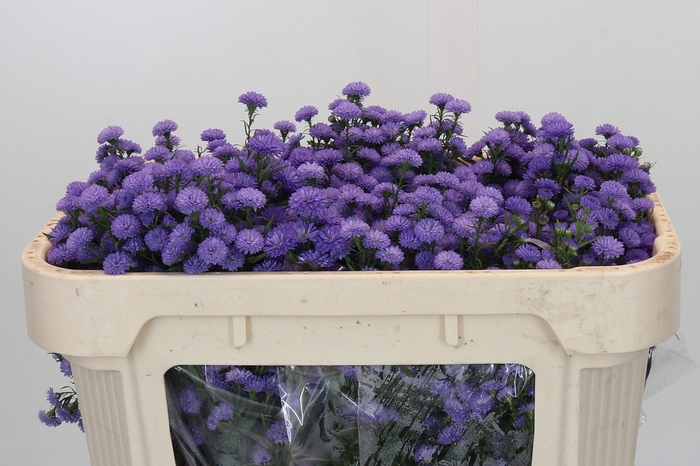 <h4>Aster Baby Blue</h4>