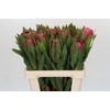 Protea Brenda
