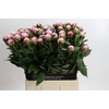 Paeonia Sarah Bernhardt