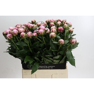 Paeonia Lact. Reine Hortense