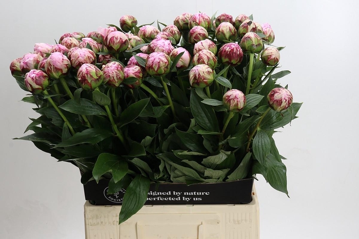 <h4>Paeonia Sarah Bernhardt</h4>