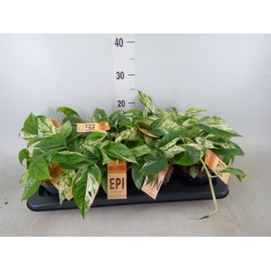 Epipremnum pinn.   HG