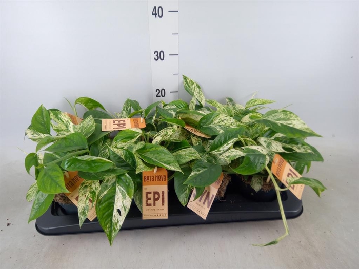 <h4>Epipremnum pinn.   HG</h4>