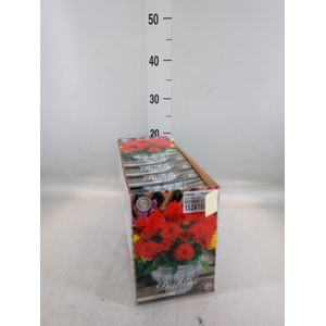 Dahlia   ...flowerbulbs