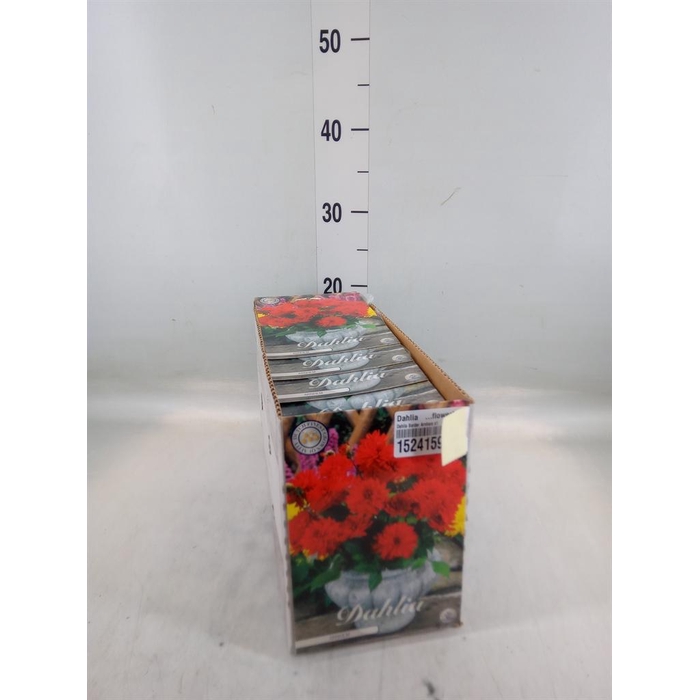 <h4>Dahlia   ...flowerbulbs</h4>