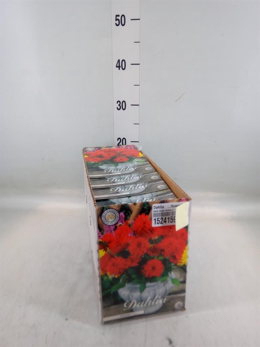 <h4>Dahlia ...flowerbulbs</h4>