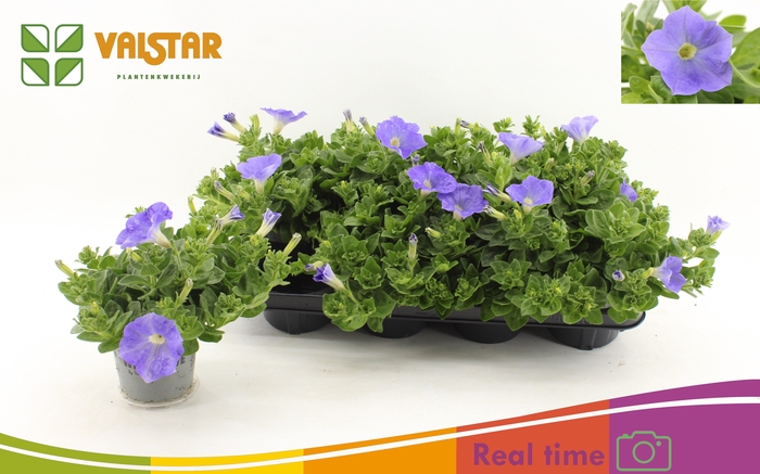 <h4>PET FAM SKY BLUE</h4>