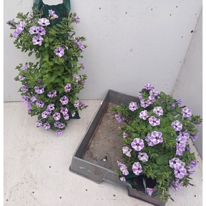 PET VIVINI BLUE STAR