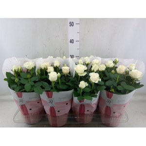 Rosa  'Amorosa Infinity White'