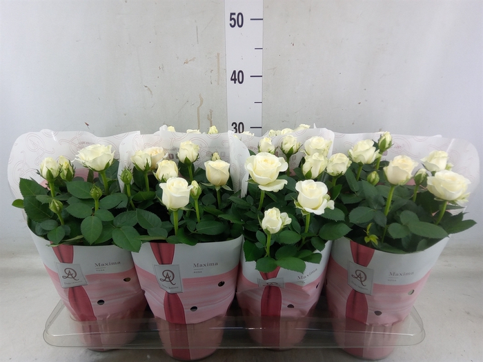 <h4>Rosa  'Amorosa Infinity White'</h4>