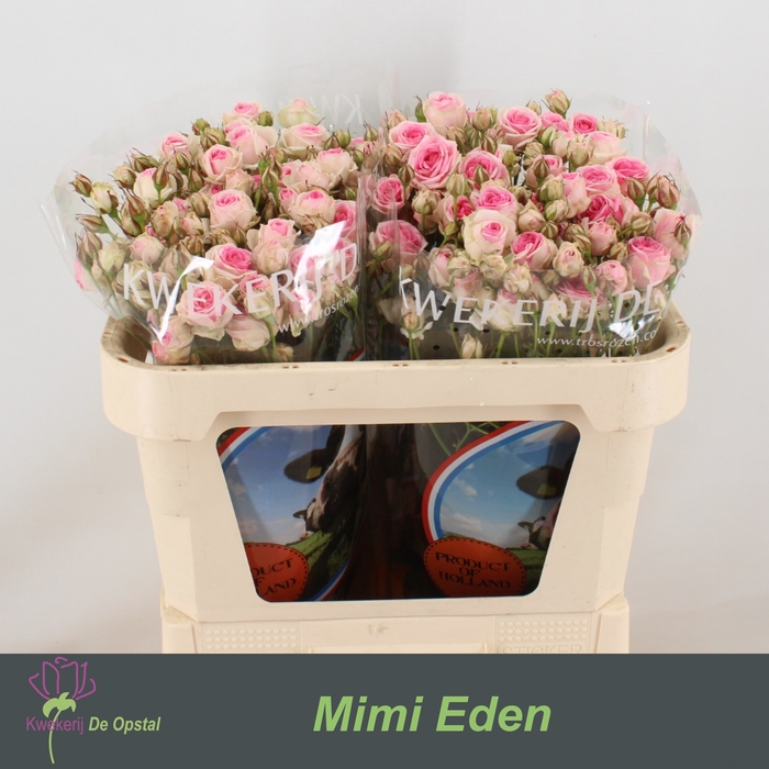 R tr Mimi Eden