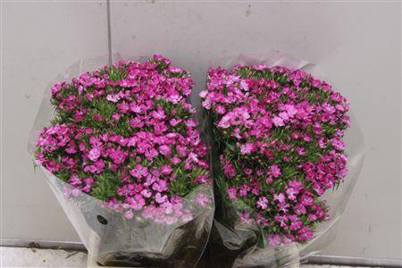 <h4>Di Barb K Am Rose</h4>