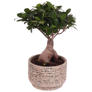 Ficus m. Ginseng Ball Shape Ø15cm in Ø17cm Ceramic NT567