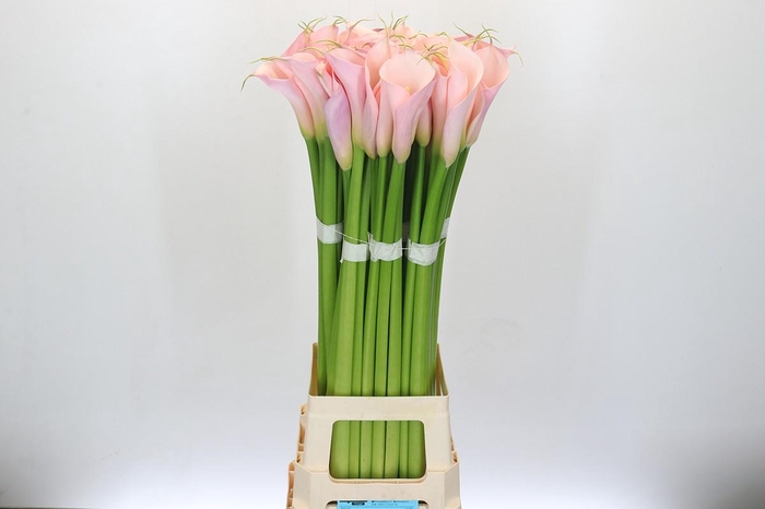 Zantedeschia Eydolls Pink