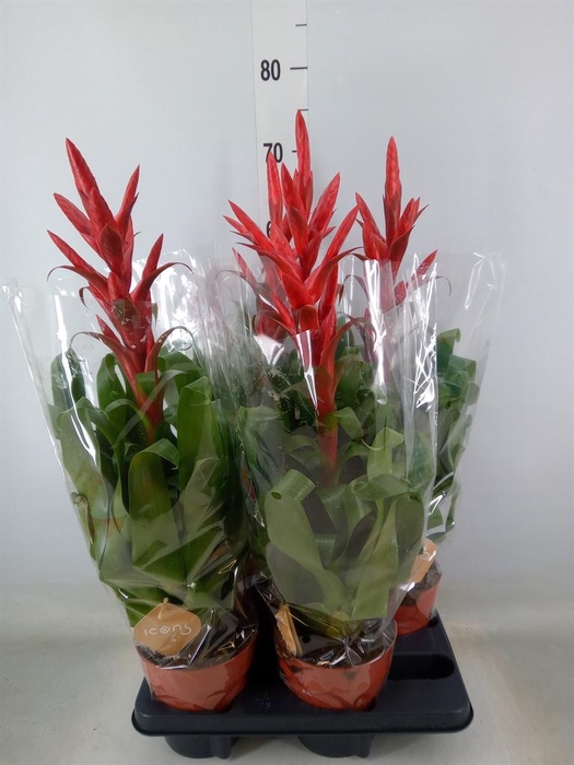 <h4>Tillandsia  'Naomi'</h4>