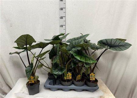 <h4>Aloc Platinum</h4>