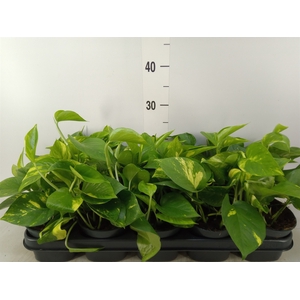 Epipremnum pinn. 'Aureum'