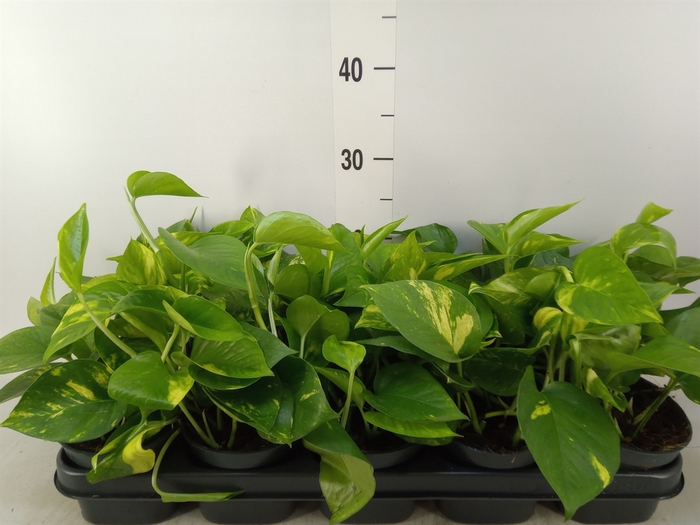 <h4>Epipremnum pinn. 'Aureum'</h4>