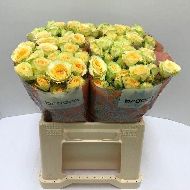 <h4>ROSA TR 'BANDOLERO'</h4>