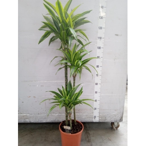 Dracaena fr de 'LemonLime'