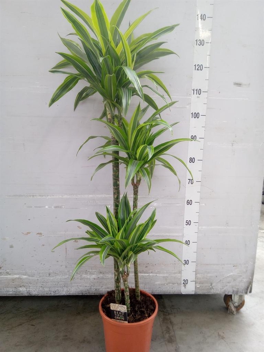 <h4>Dracaena fr de 'LemonLime'</h4>