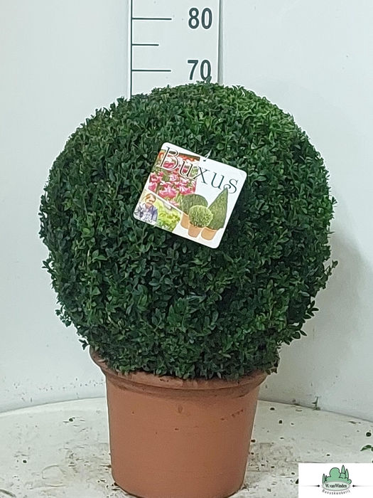 arr8 Buxu Sempervirens