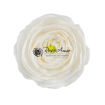 <h4>Pr 2 Ranunculus Wh01</h4>